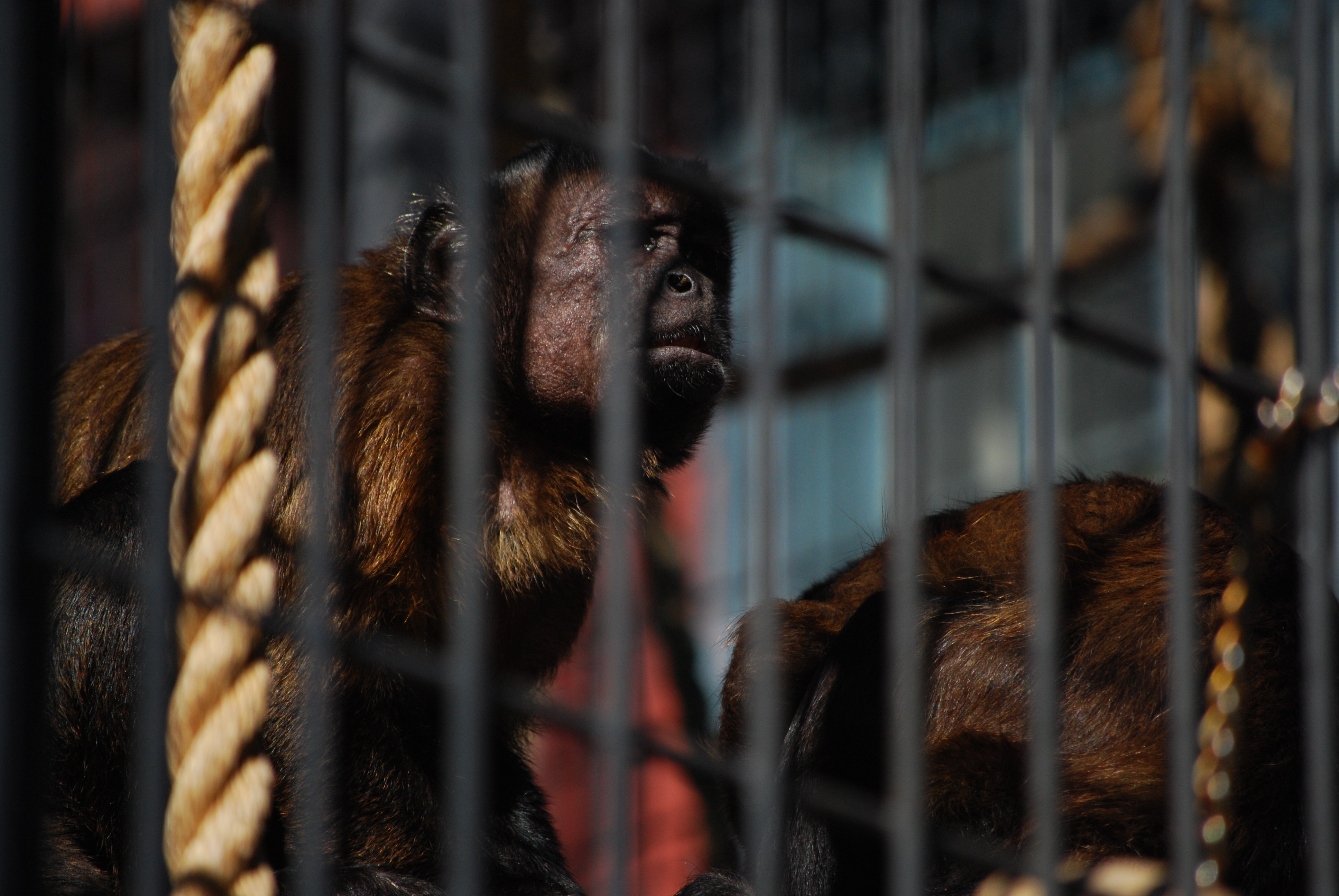 Boo at the Zoo, Denver Zoo, Denver, Colorado 2009