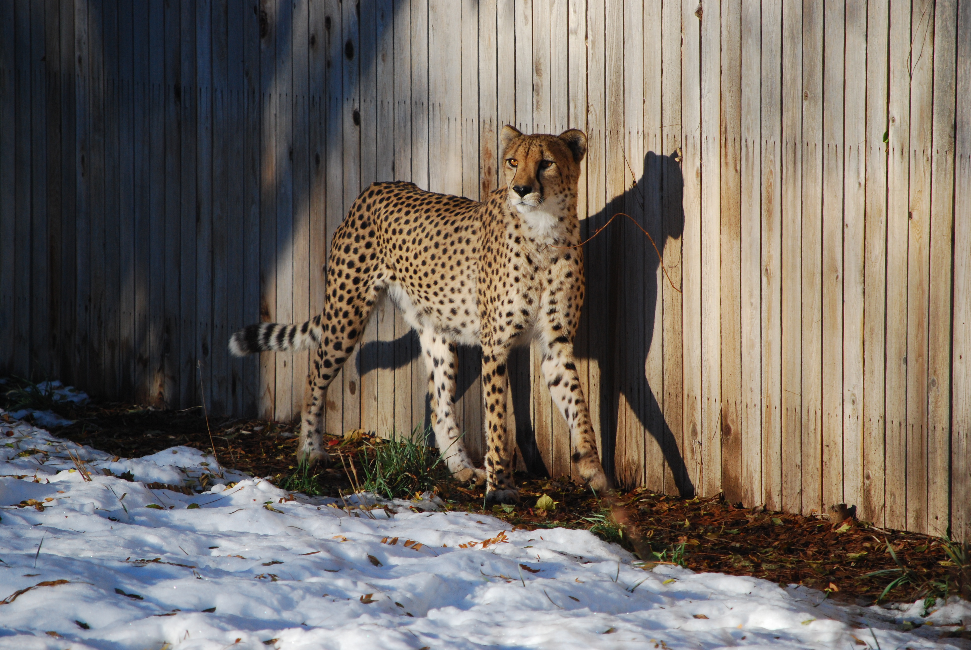 Boo at the Zoo, Denver Zoo, Denver, Colorado 2009