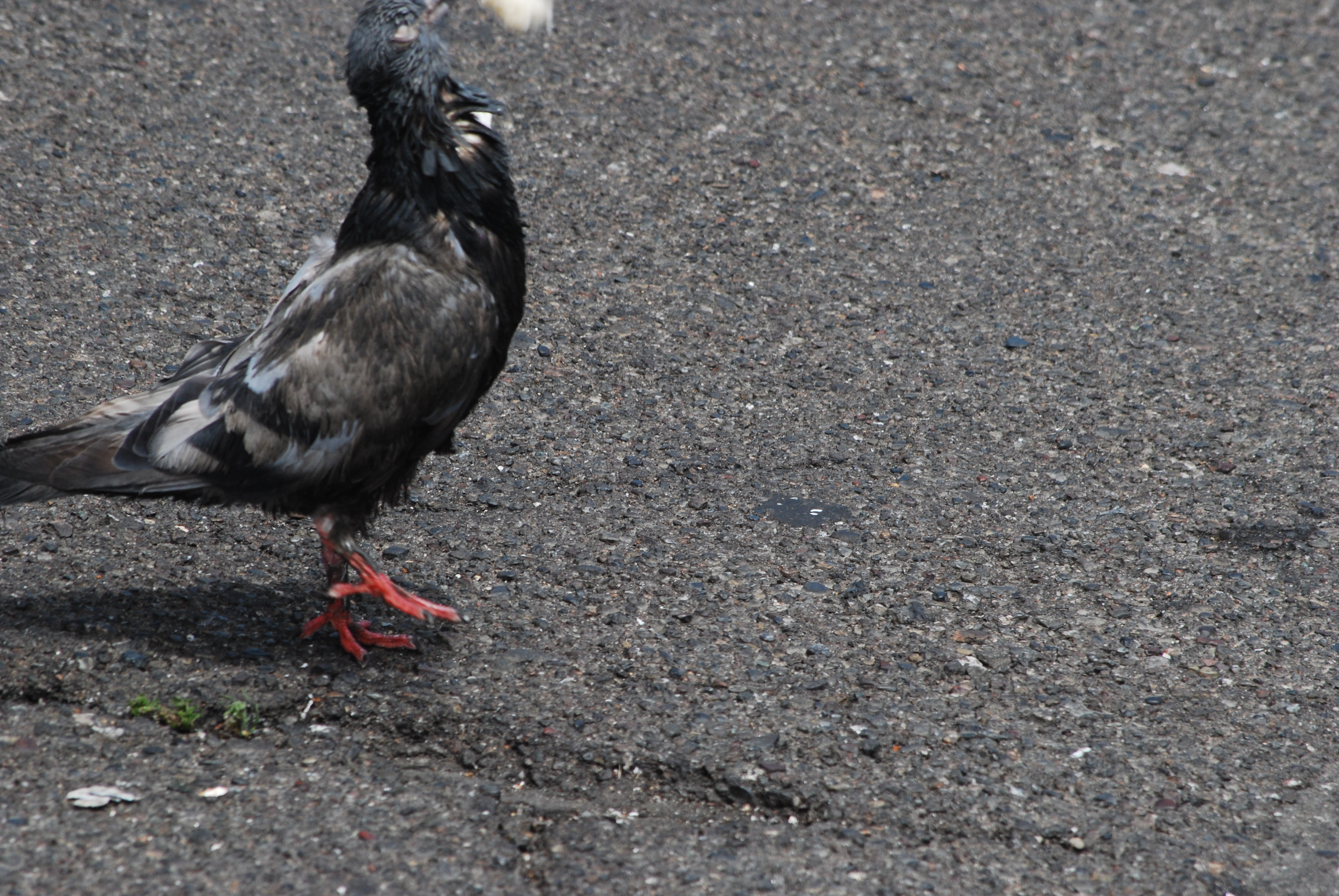 San Francisco, California 2009