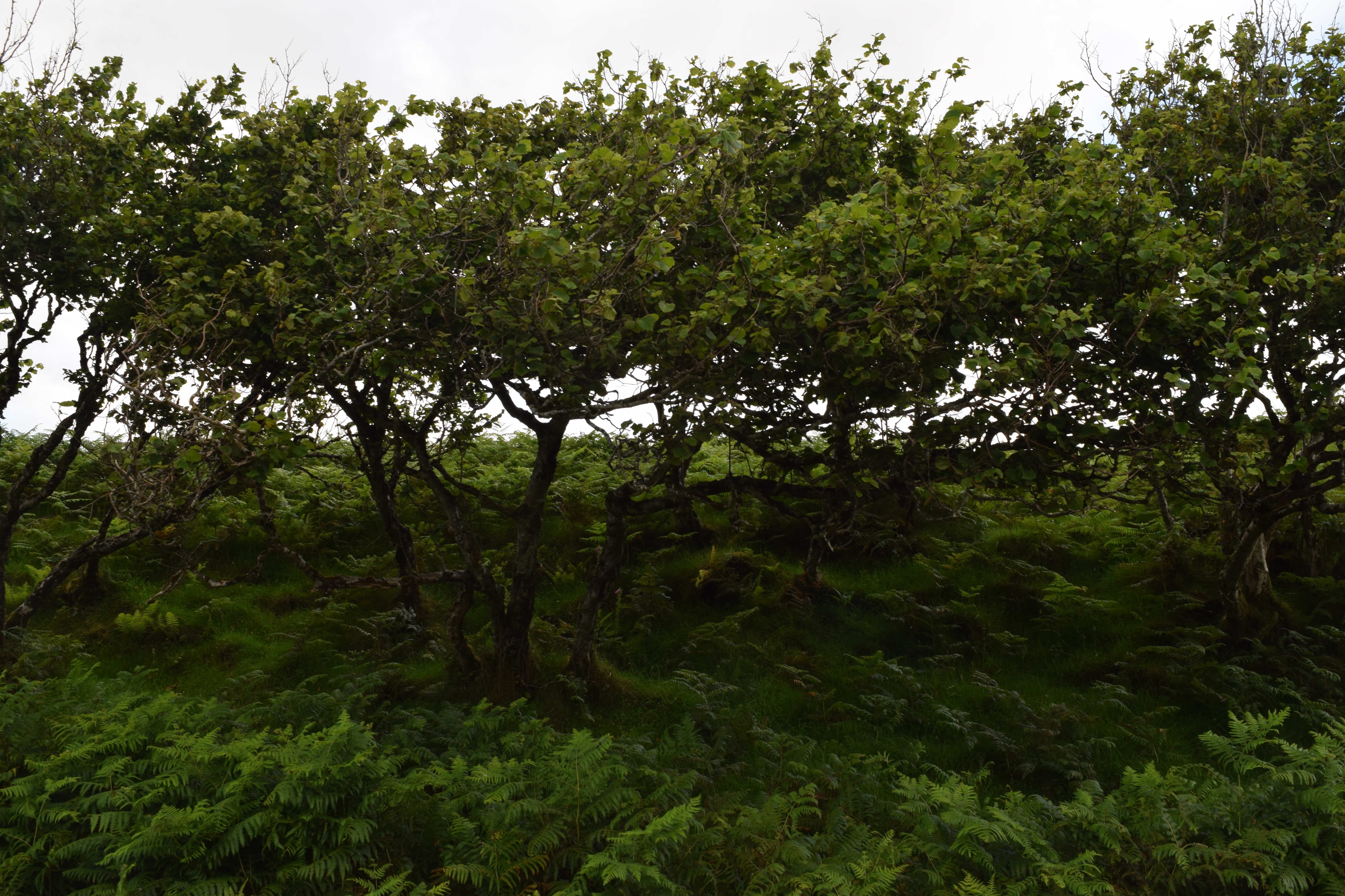 Fairy Glen, Uig, Isle of Skye, Scotland 2025