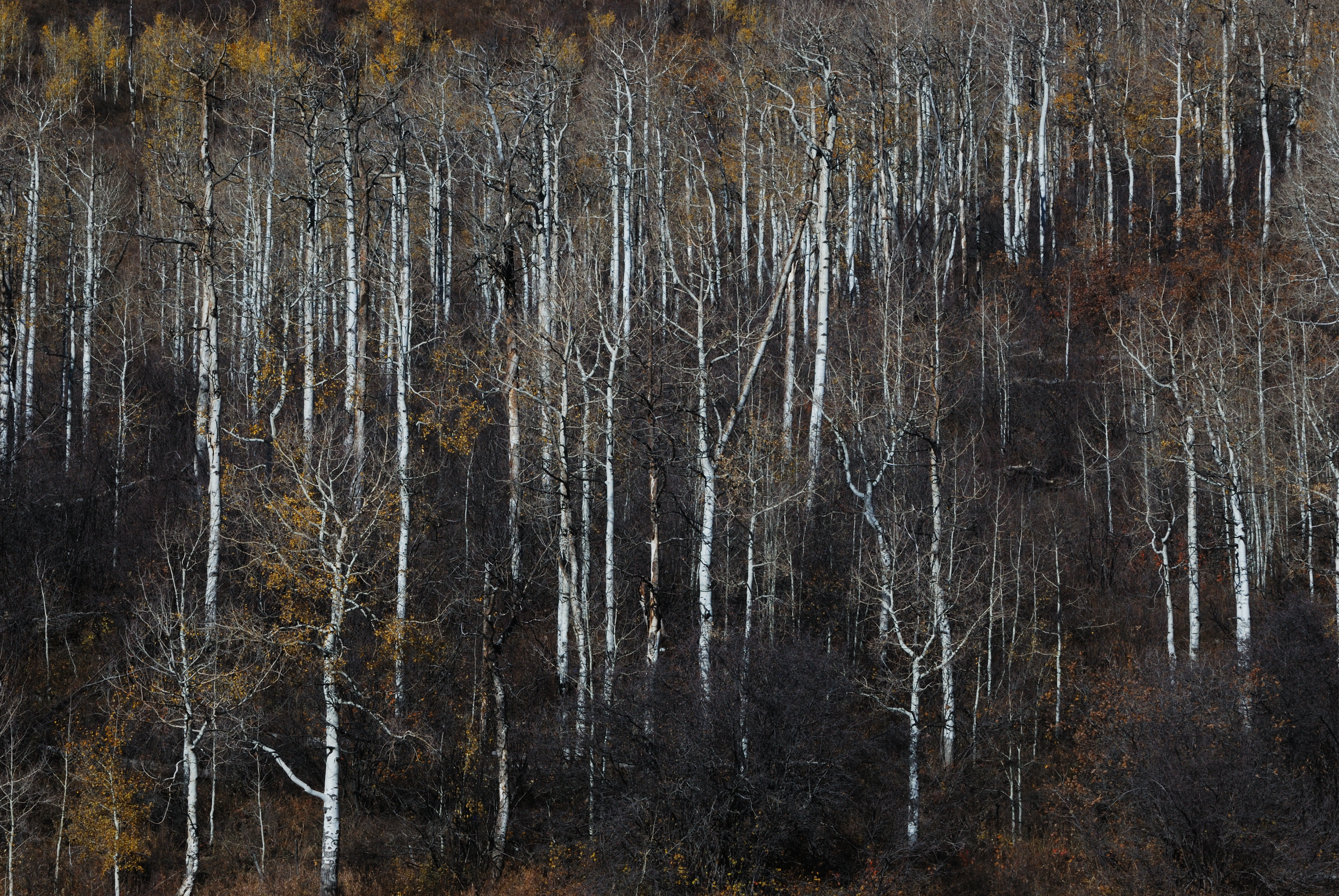 Elk Mountain, Mesa County, Colorado 2023