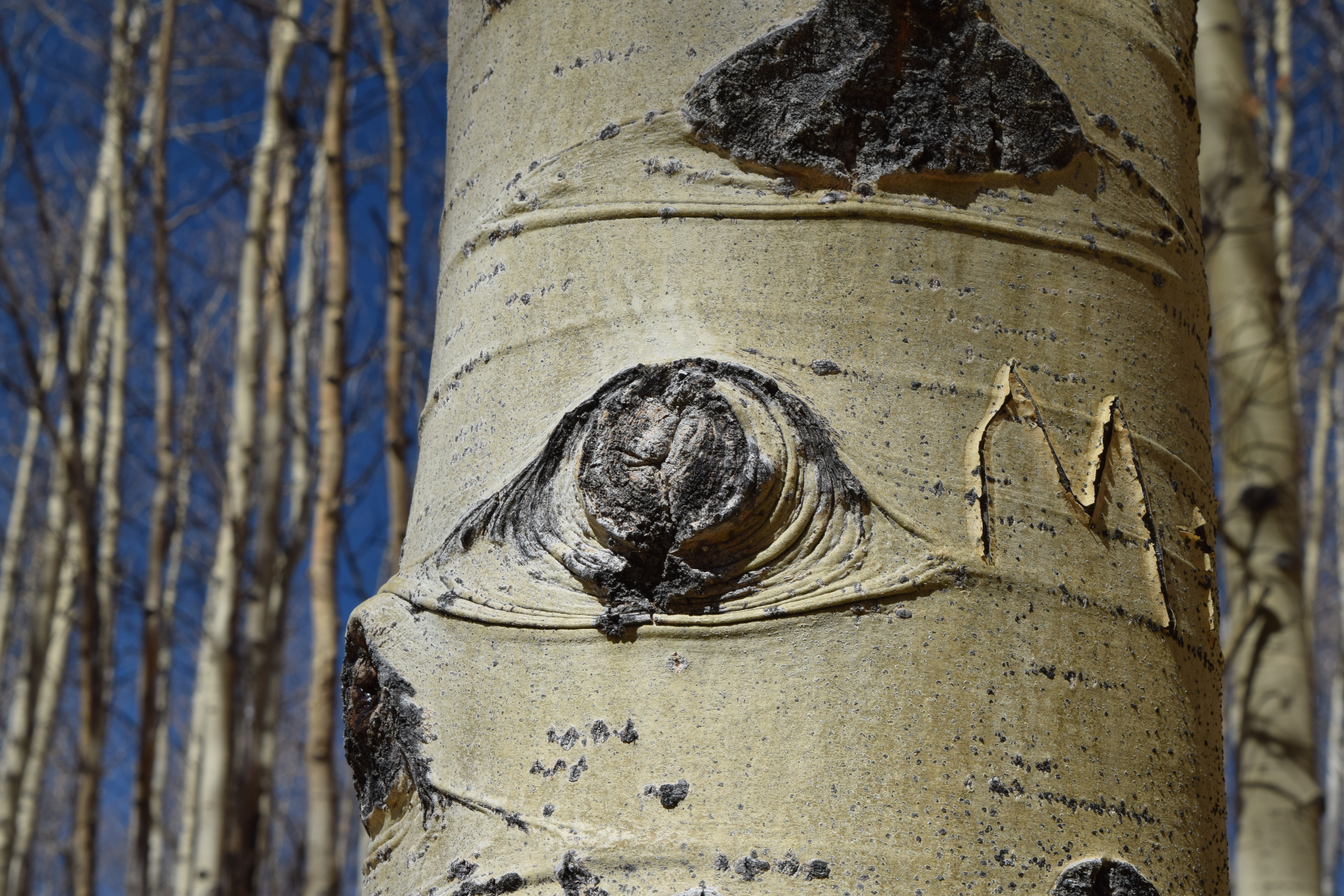 Kenosha Pass, Rocky Mountains, Coloado 2024