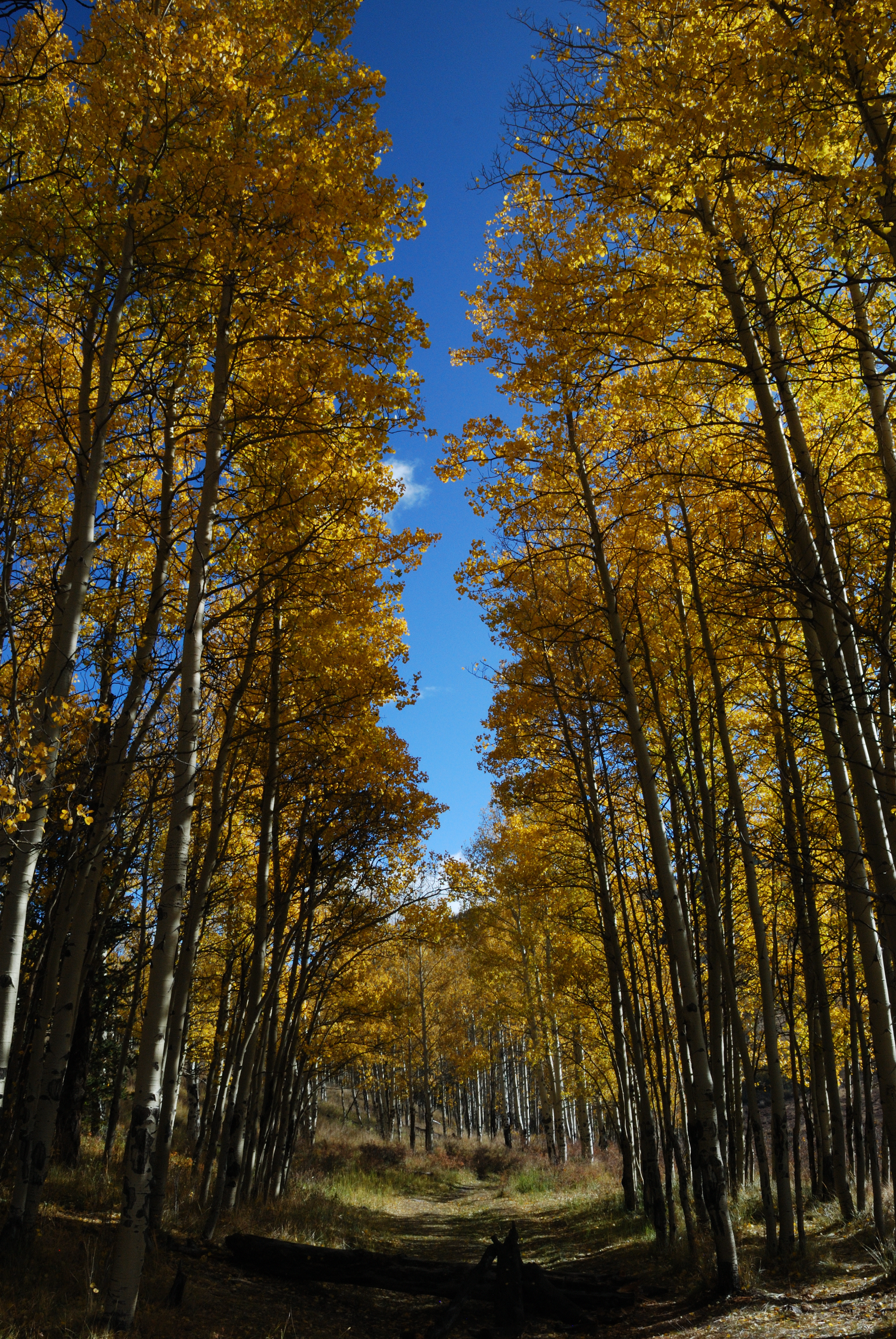 Kenosha Pass, Rocky Mountains, Coloado 2023