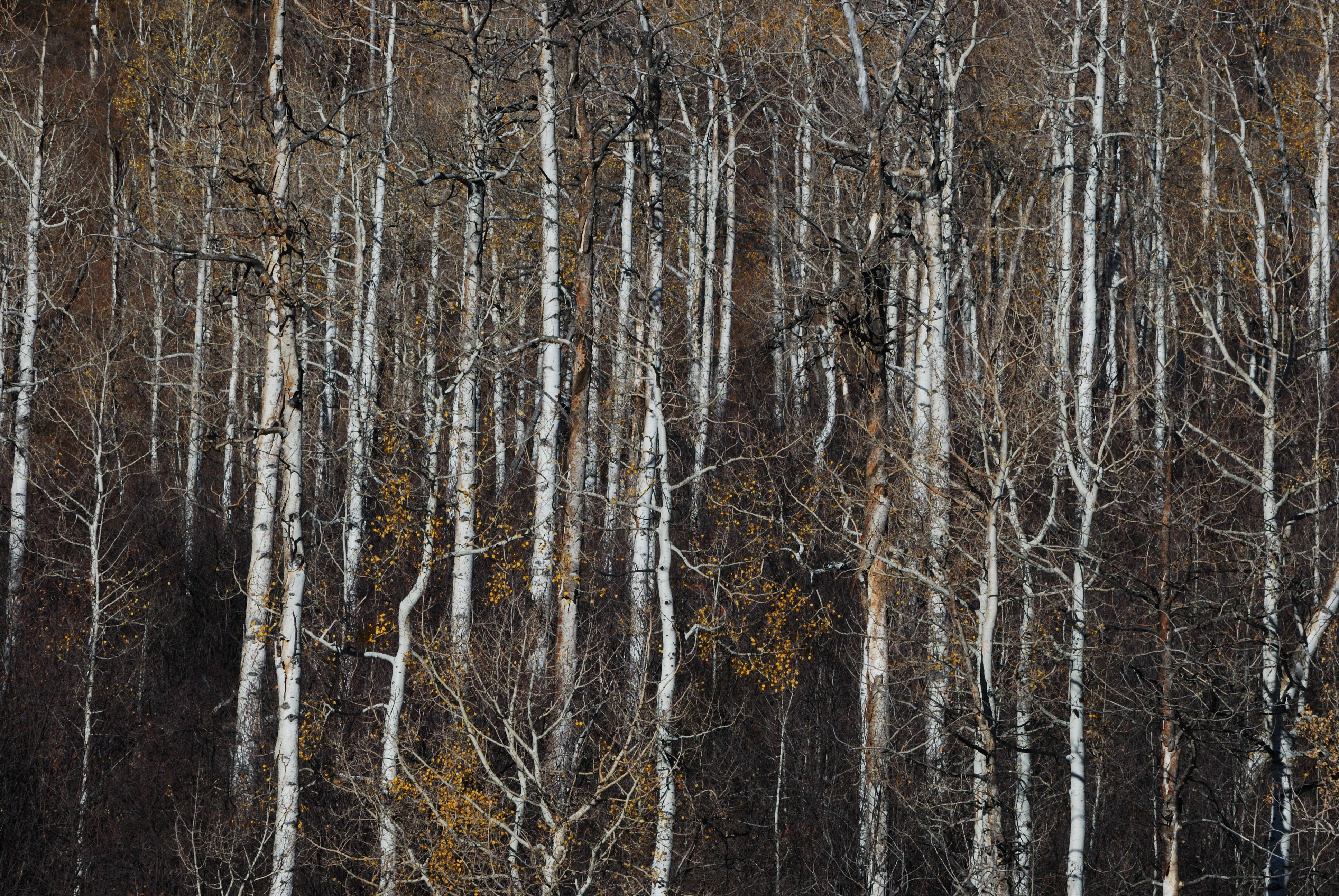 Elk Mountain, Mesa County, Colorado 2023