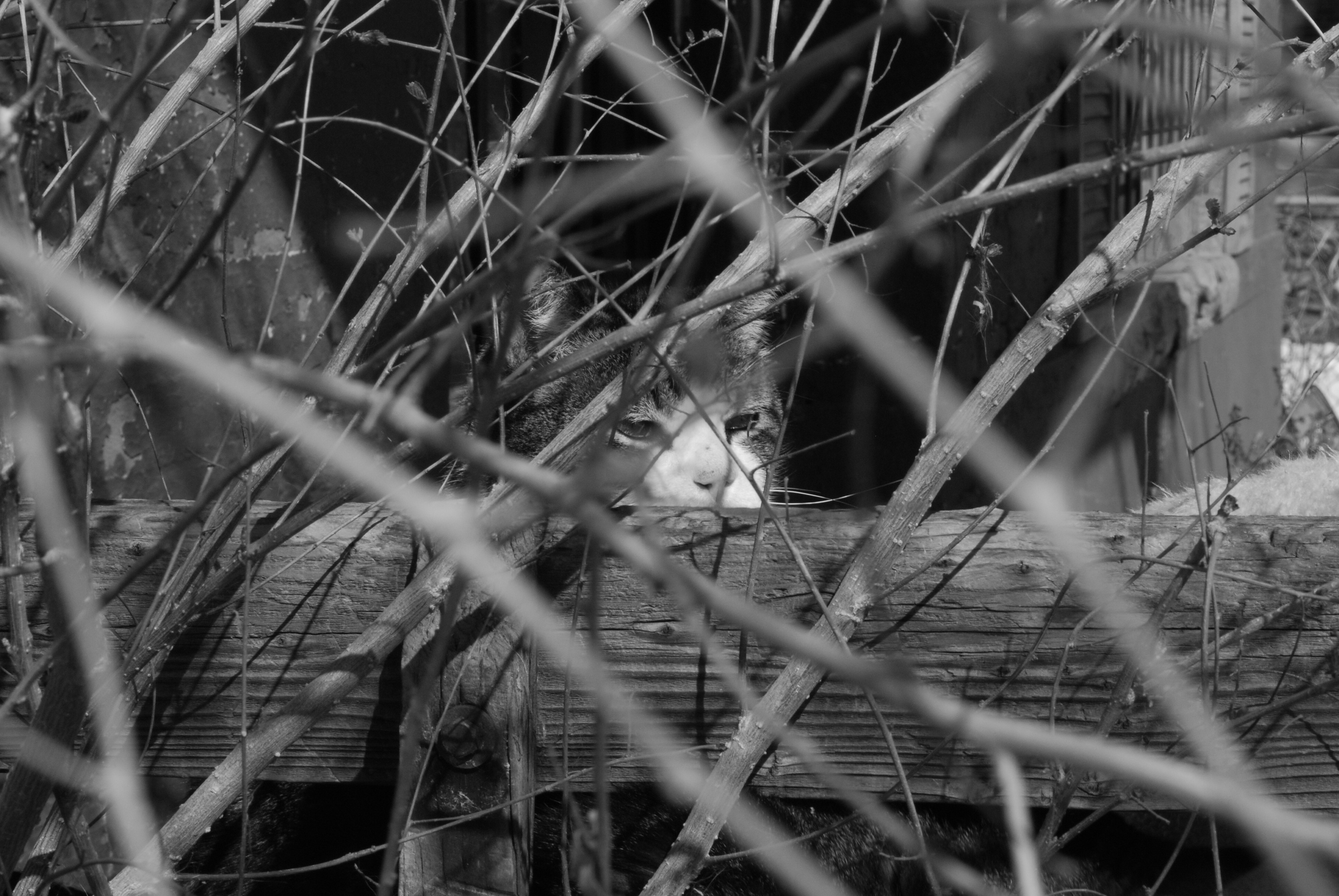 South Broadway neighborhood, Denver, Colorado 2009